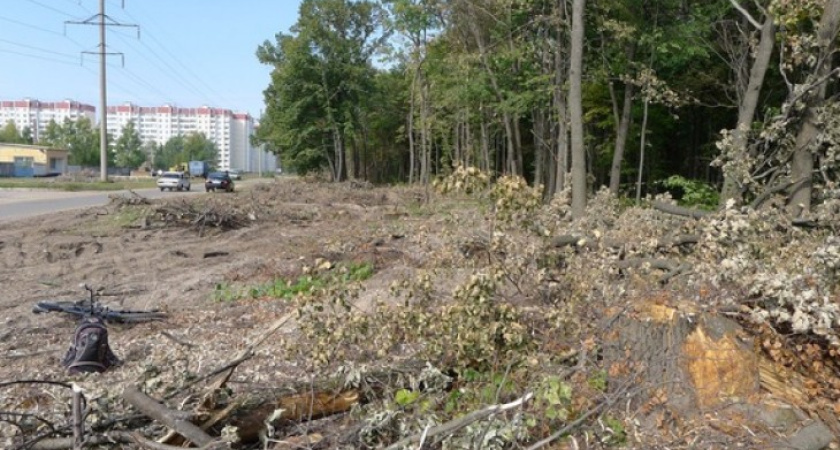 В Воронеже в районе СХИ вырубают 100-летние дубы