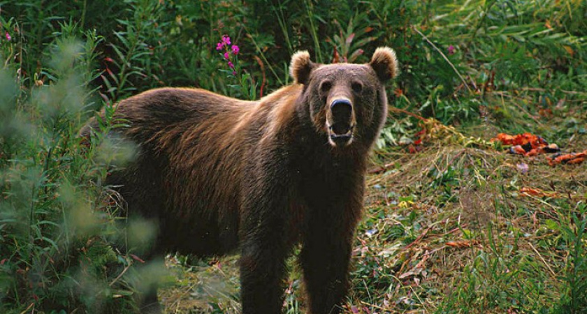 Из Смоленской области суд выслал бурого медведя в Воронежский зоосад