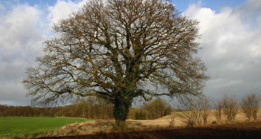 В воронежском парке «Динамо» незаконно вырубили 20 дубов