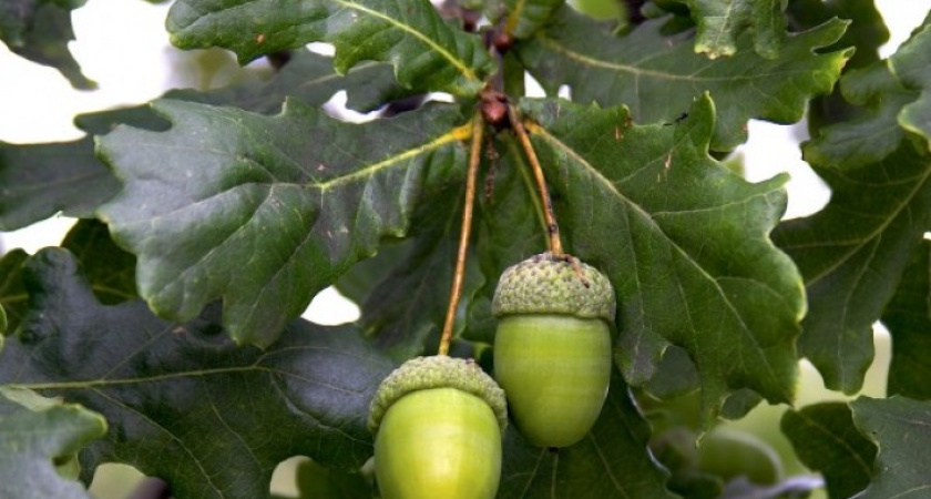 В Воронеже посадят 15 дубов в память погибших героев в годы ВОВ, Афганской и Чеченской войн