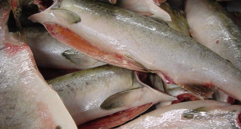 Сотрудники Россельхознадзора арестовали 180 тонн горбуши