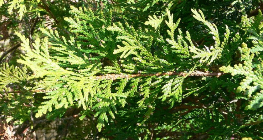 Вора, укравшего экзотические растения из дендропарка ВГАУ, поймали с поличным