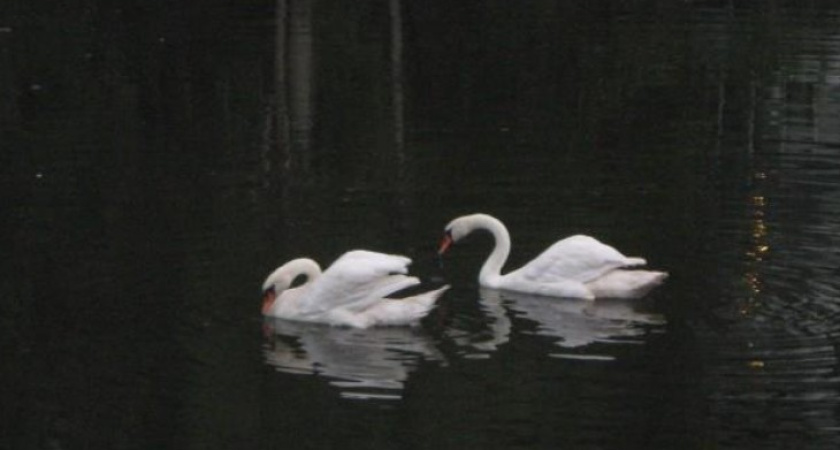 В Воронеже лебеди с озера на Ленинском проспекте переехали  в зоосад на зимовку