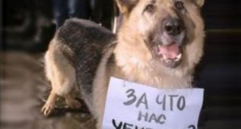 Воронежцы обеспокоены массовой травлей собак