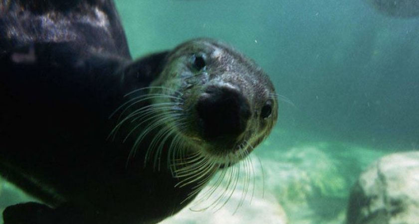 Воронежцам пока не показывают морских котиков, привезенных в океанариум с Камчатки