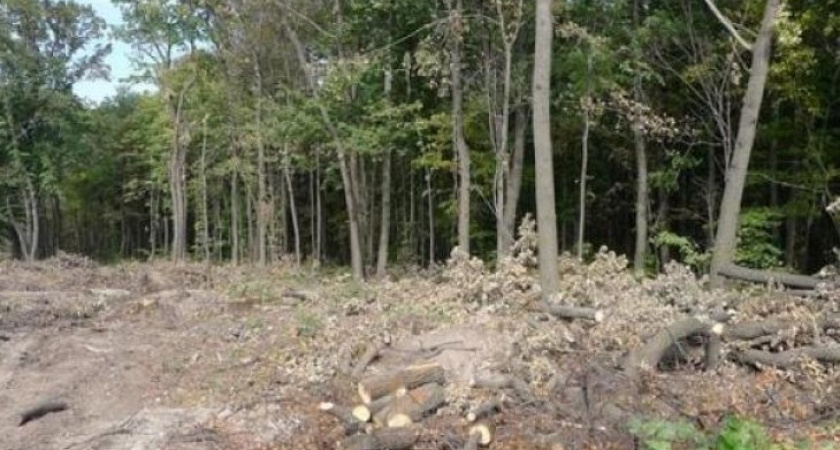 Экологи требуют 14 млн рублей за 400 дубов