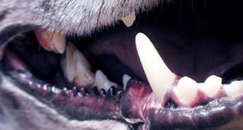 Животные покусали 6 тысяч воронежцев