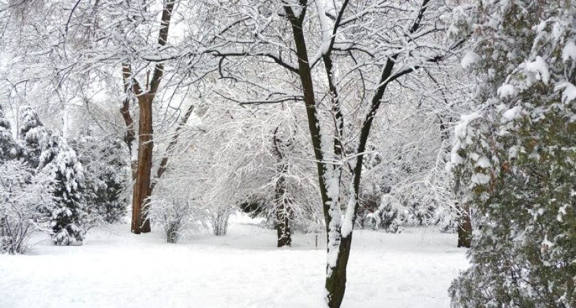 Морозы придут в Воронеж на следующей неделе