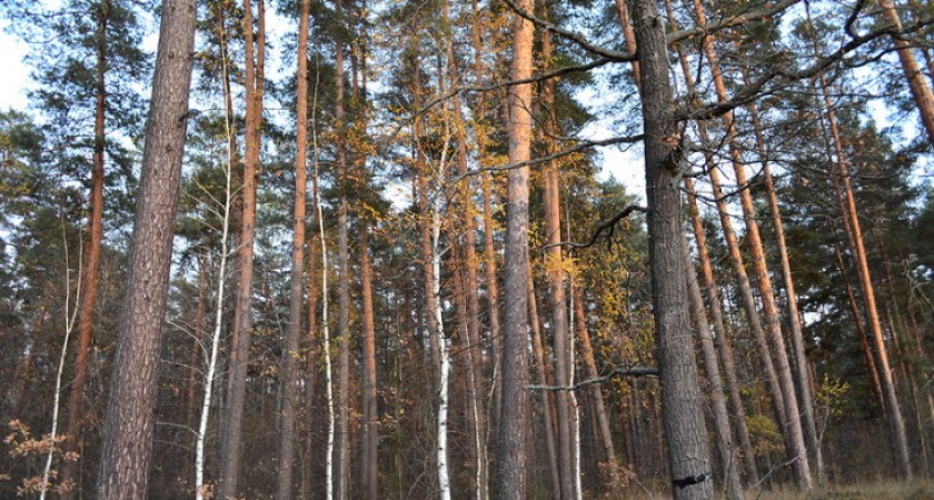 Управлять лесным хозяйством Воронежской области будет новый руководитель