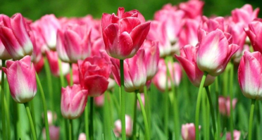 Не цвести в Воронеже немецким тюльпанам