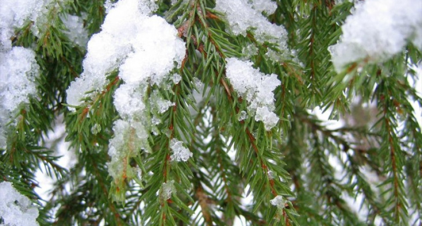 Ёлки в Воронежской области уйдут с молотка