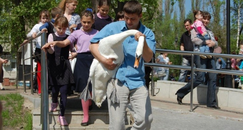 В Воронеже в озеро на Минской снова запустили лебедей