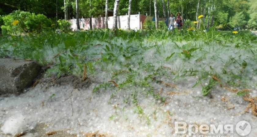 В Воронеже полетел тополиный пух