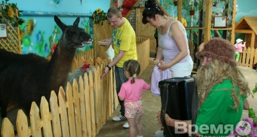 Воронежцы могут покормить кроликов, погладить лисёнка и поухаживать за ламой