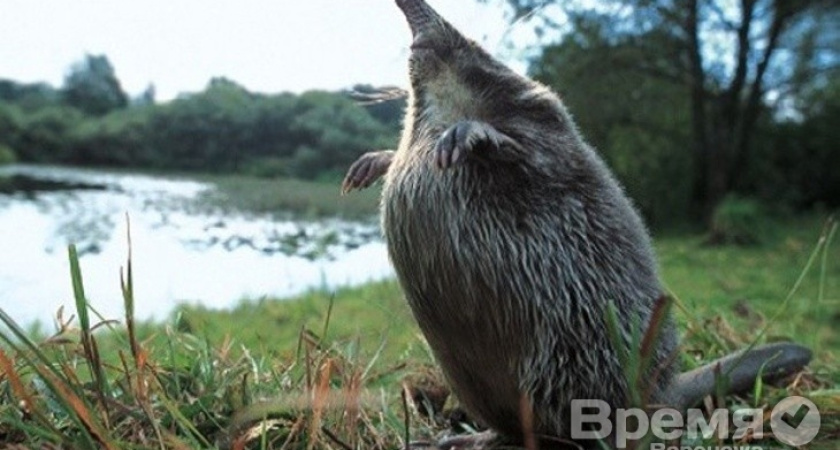 «Трендом Воронежской области должна стать выхухоль, а не никелевые месторождения»