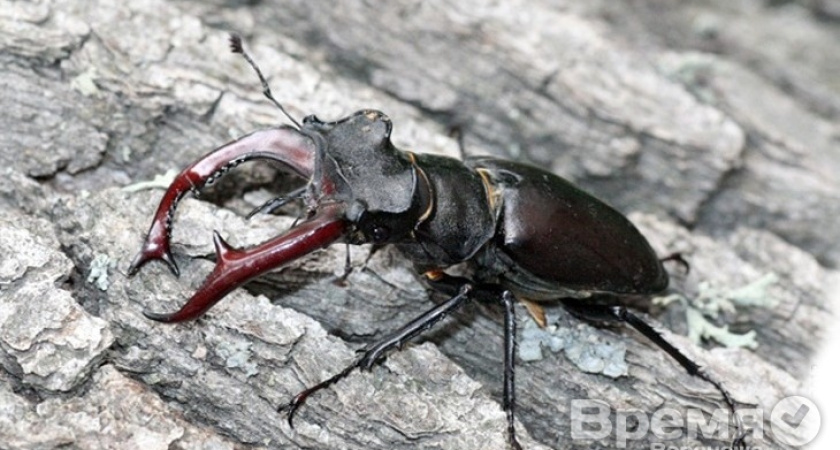 В Воронеже нашли насекомое, занесённое в Красную книгу