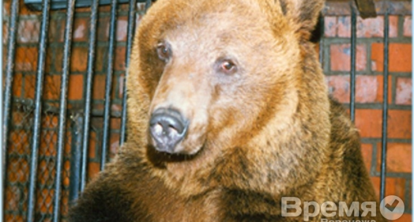 В жару в воронежском зоопарке мишка трижды в день принимает ванны