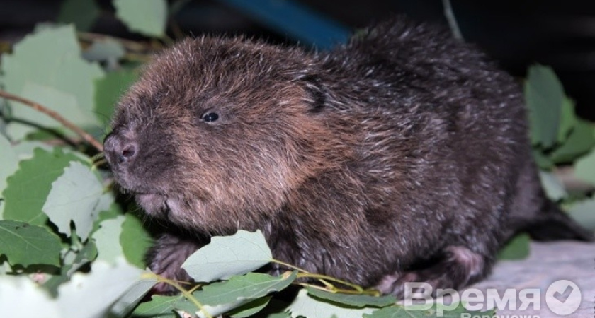 В воронежском заповеднике родились бобрята