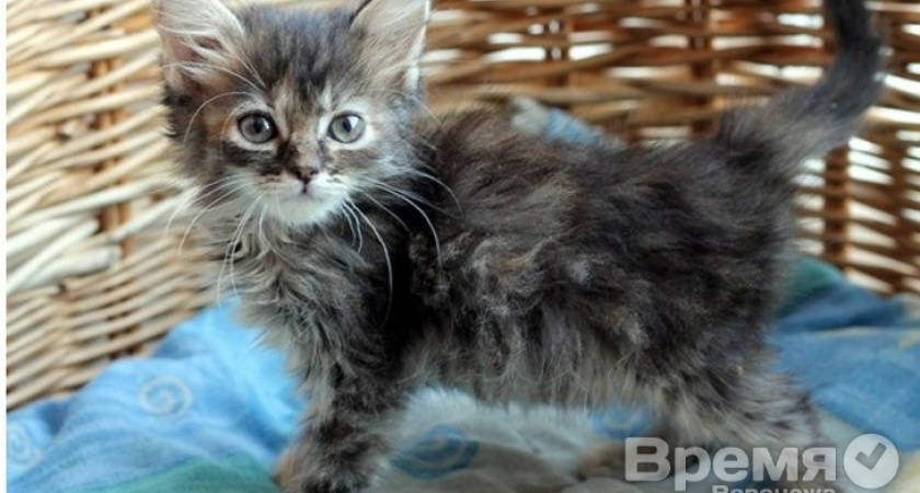 Воронежцам расскажут, из-за чего в городе так много бездомных кошек и собак