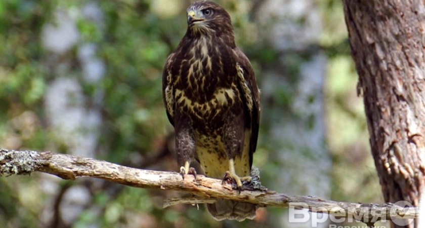 В воронежском заповеднике вылупились птенчики канюка