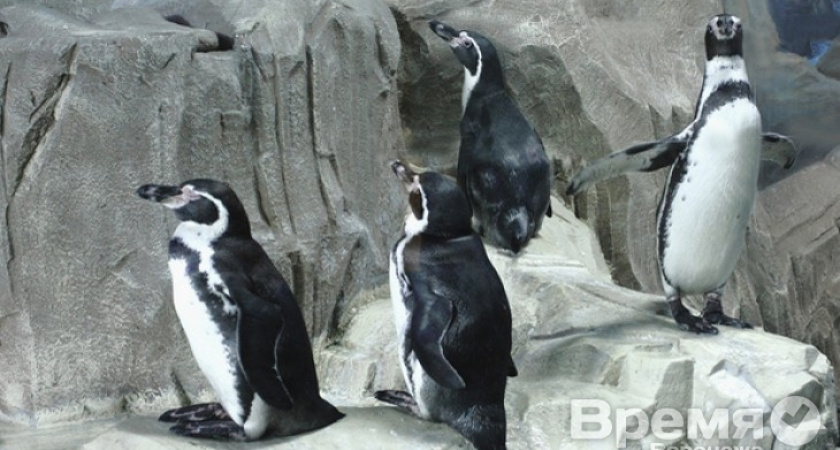 В Воронежском океанариуме появились необычные пингвины