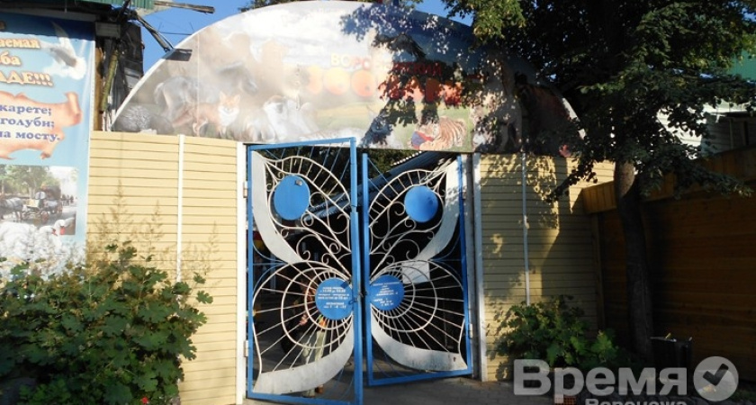 В воронежском зоопарке поселился соболь