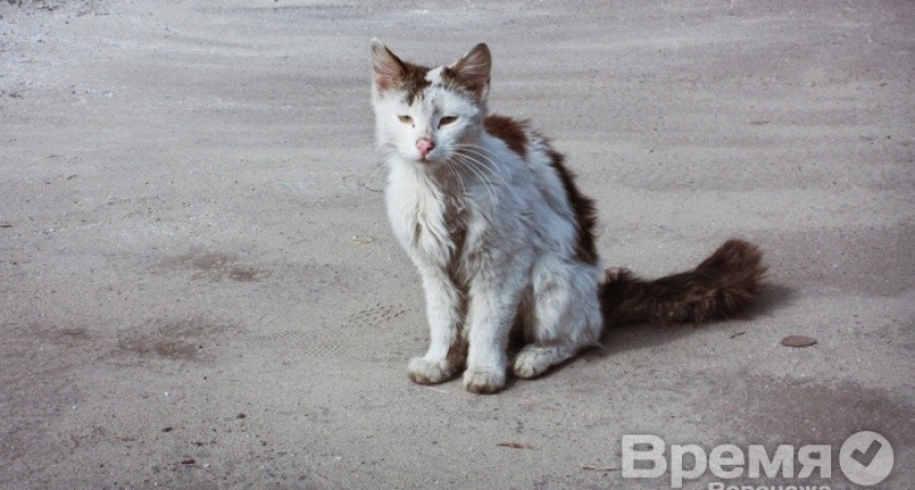 В Воронежской области бешенством чаще всего болеют кошки