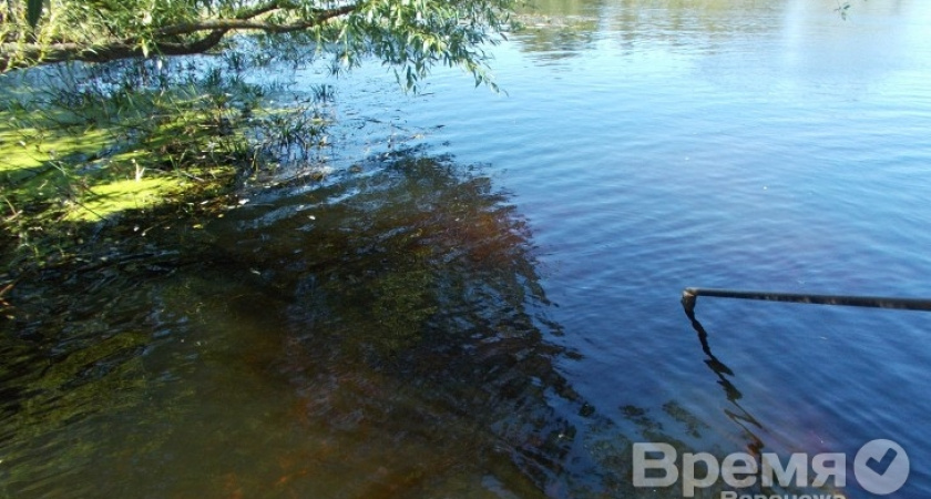 В Воронежской области под строительство частных домов вырубают деревья у реки