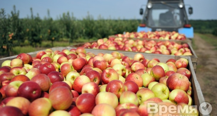 Алексей Гордеев призвал выращивать в Воронежской области антоновку и белый налив