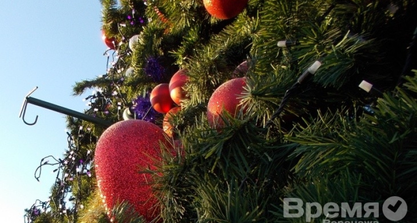 Воронежцам, срубившим ель или сосну, придётся заплатить штраф 3,5 тысячи рублей