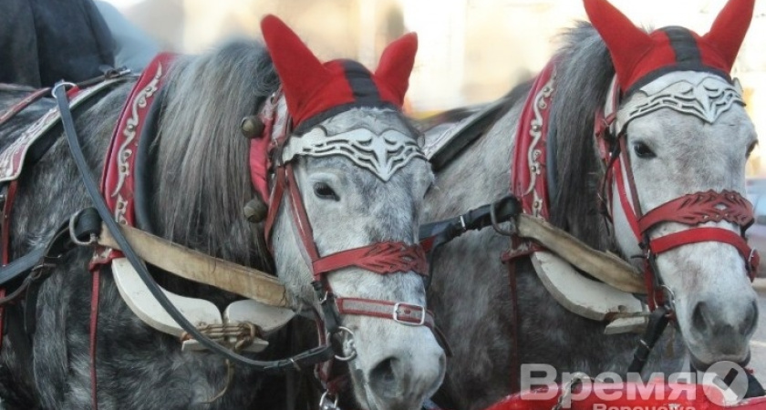 По маршруту Большой Воронежской экотропы хотят организовать прогулки на лошадях