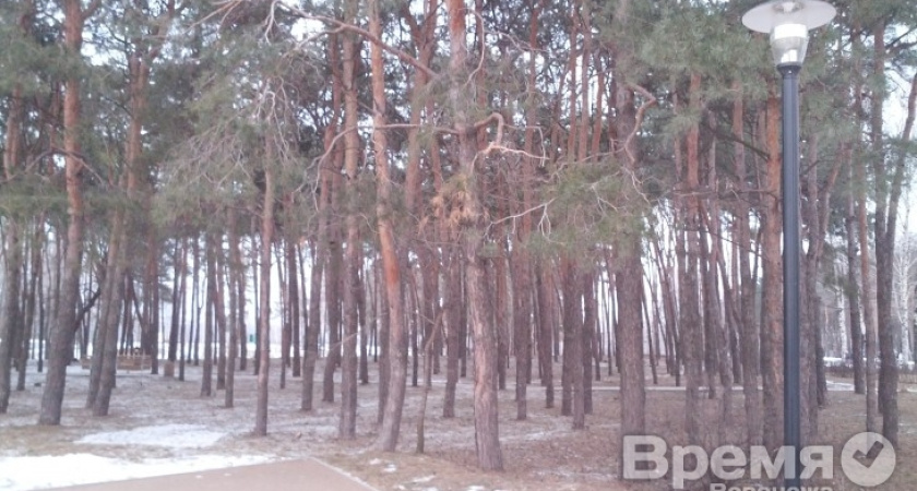 В Воронеже всё-таки возбудили уголовное дело по вырубке деревьев