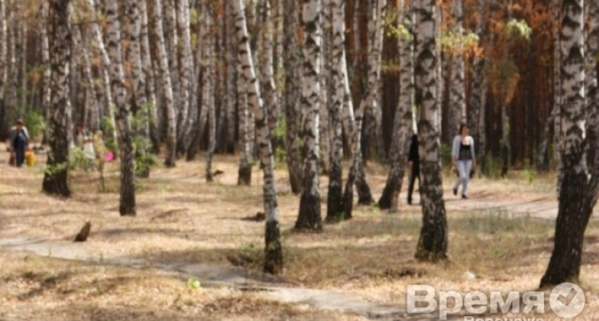 В парке «Оптимистов» построят лыжероллерную трассу