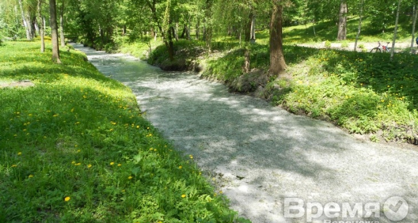 На каждого жителя Воронежа приходится по 220 квадратных метров зеленых насаждений