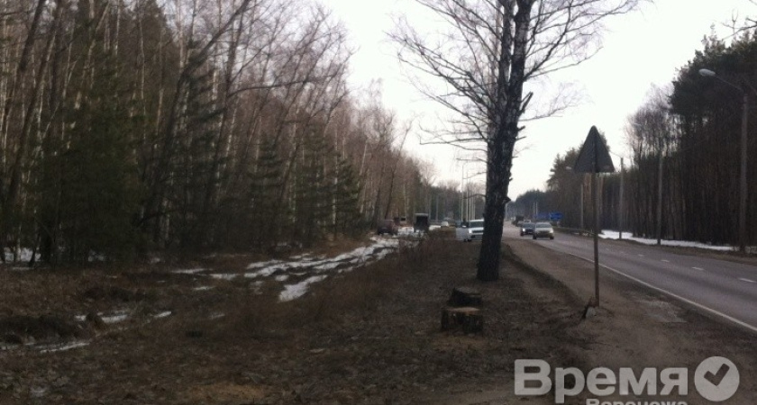 Воронежцев напугала вырубка деревьев вдоль дороги на Репное