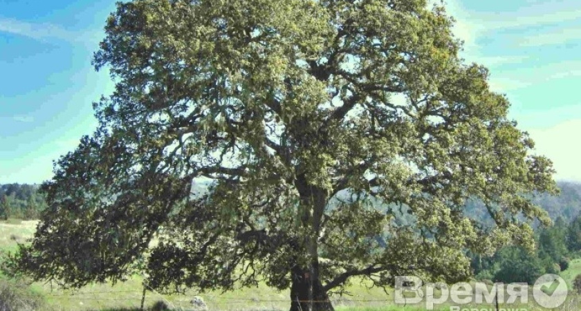 Воронежским дубам дадут по паспорту?