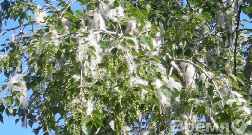В Крыму появится дерево, символизирующее Воронеж