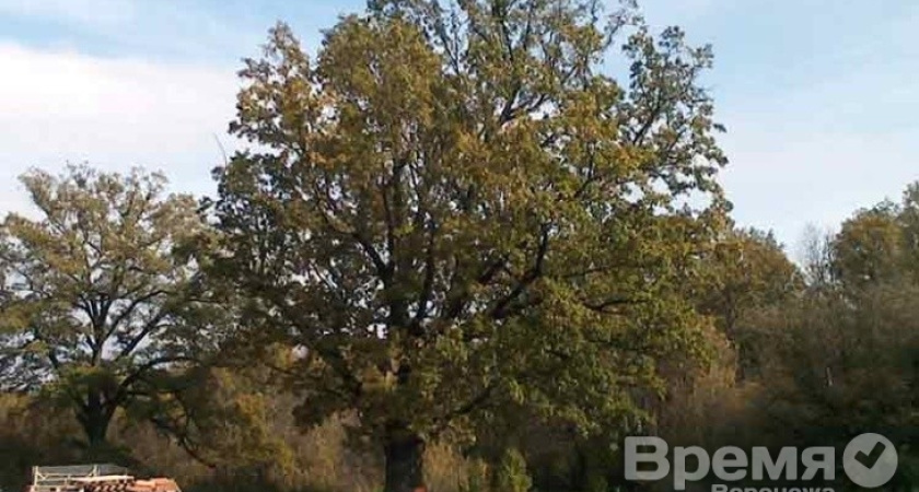 Воронежский дуб стал памятником природы всероссийского значения