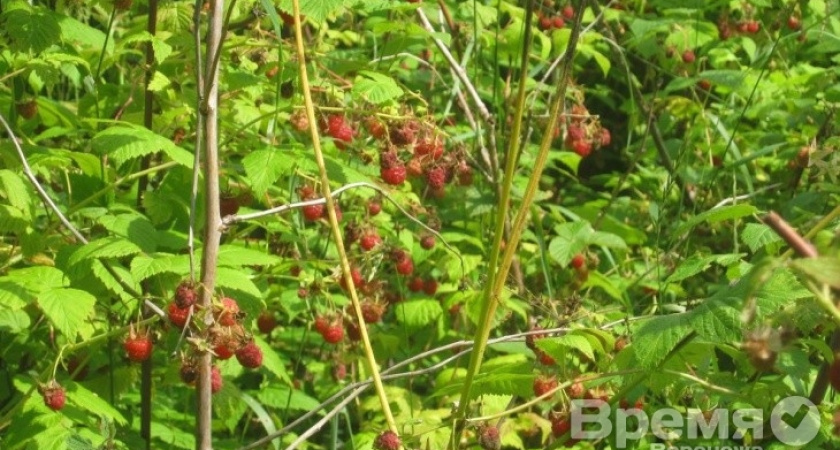 Под Воронежем «зреет» амбициозный агропроект