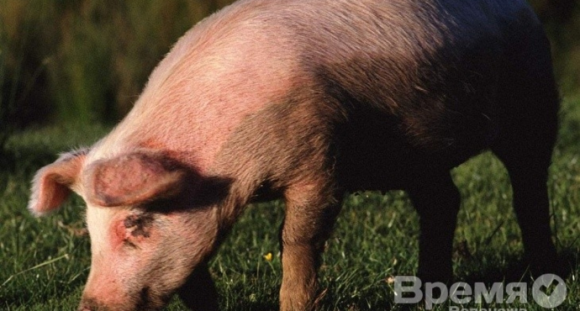 Воронежские аграрии кинулись страховать своих животных