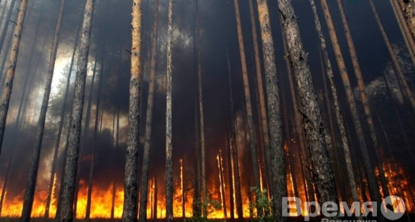 Костры в лесу выльются для воронежцев в крупные штрафы