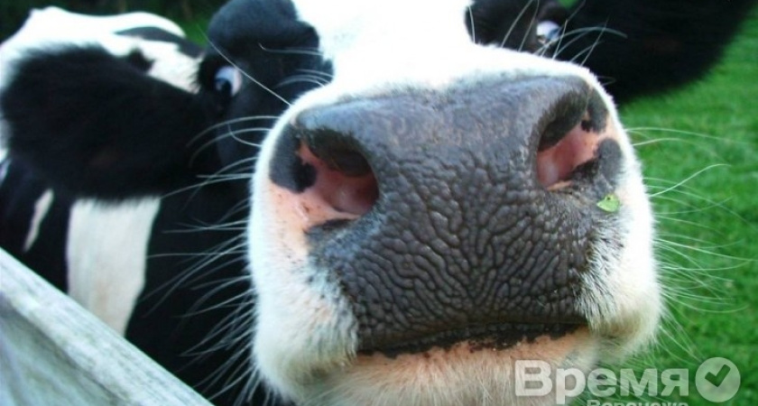 Свердловский регион догоняет Воронежскую область по производству молока