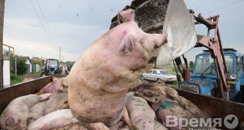 Кто подложил свиней властям региона?