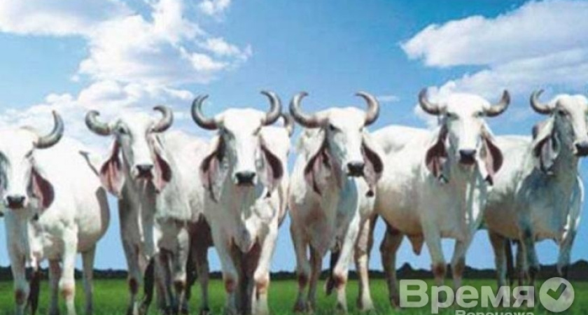 Латинская Америка Воронежской области с продуктами поможет