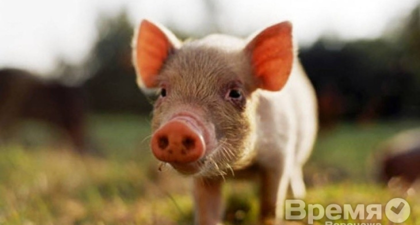 Алексей Гордеев опроверг «сказки и страшилки» об АЧС