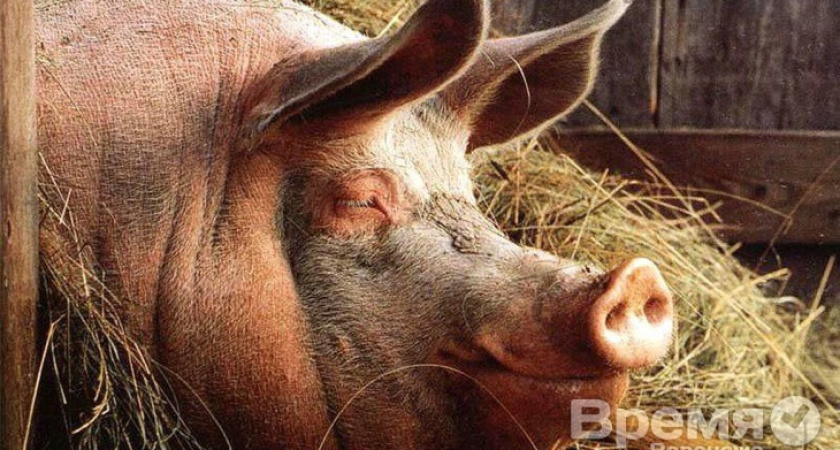 АЧС в Воронежской области проникает через открытую калитку