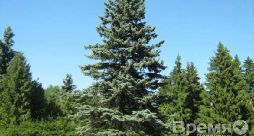 Открывшийся в Воронеже Питомнический комплекс уже имеет солидный портфель заказов