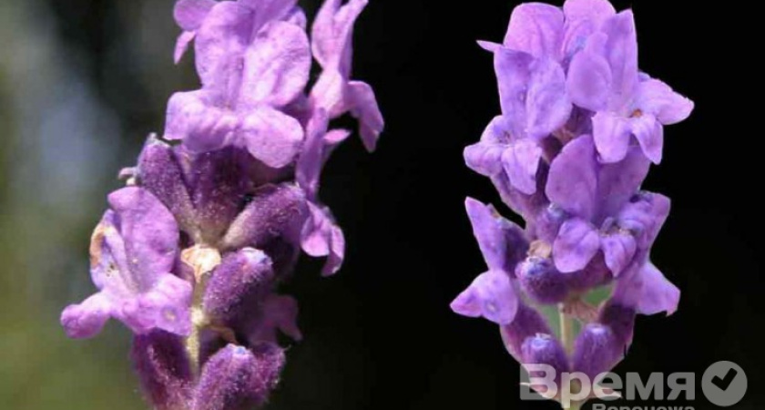 Мясо неизвестного происхождения обнаружено в Воронежской области