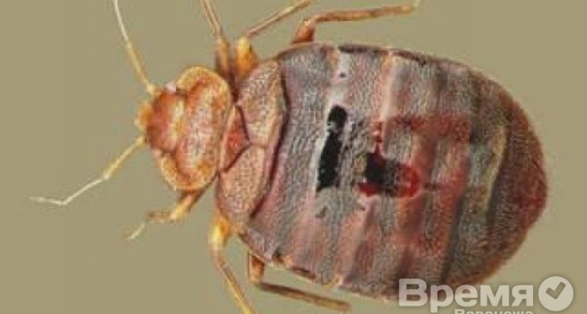 Воронежские СМИ перепутали клопов с лихорадкой Эбола