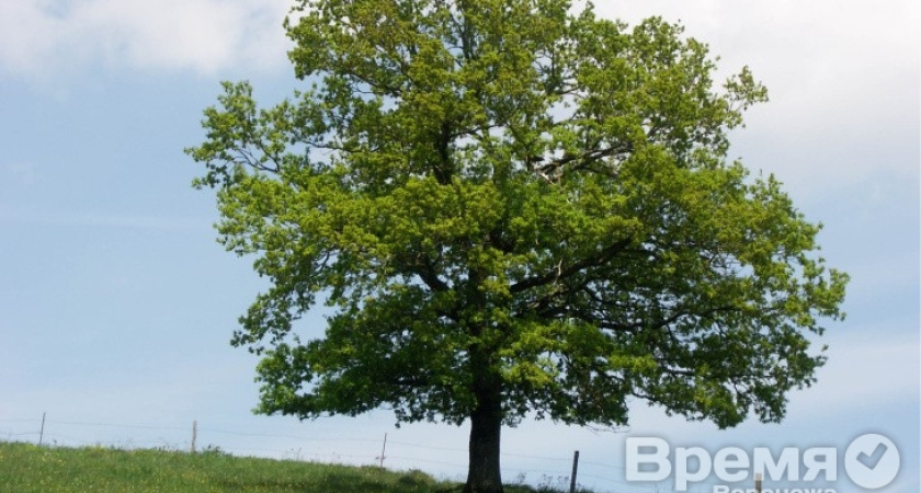 Воронежцы выбрали символом региона  дуб